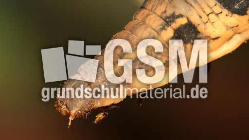 Mittlerer Weinschwärmer (8).jpg